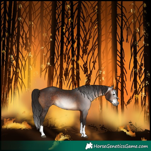 Horse Color:Gray Bay Splash 