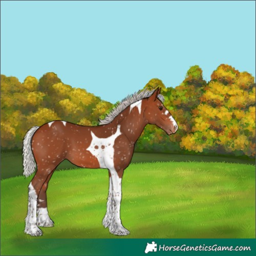 Horse Color:Silver Brown Tobiano Skewed Appaloosa 