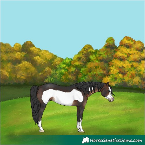 Horse Color:Brown Frame 