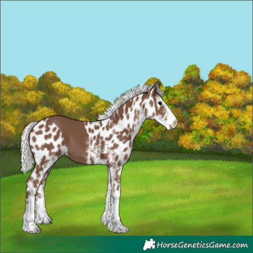 Horse Color:White Spotted Silver Black Skewed Appaloosa 