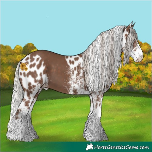 Horse Color:White Spotted Silver Black Skewed Appaloosa