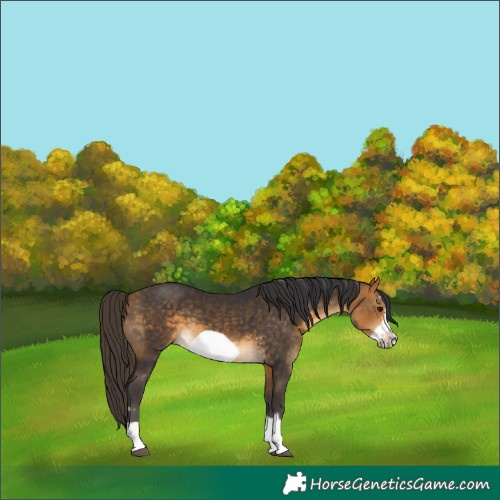 Horse Color:Buckskin Frame 