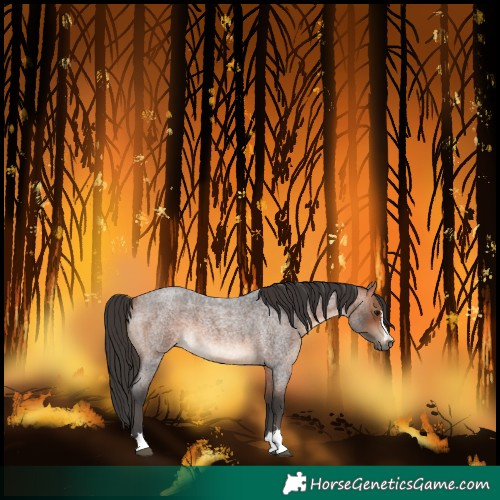 Horse Color:Bay Roan 