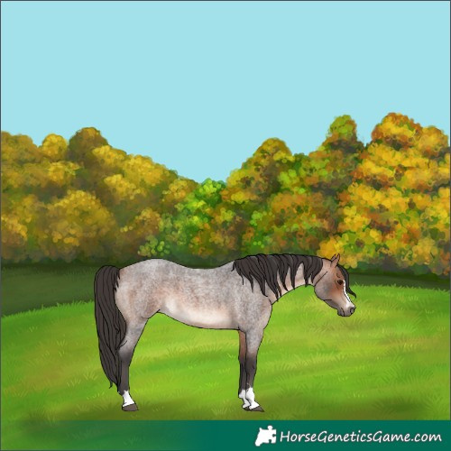 Horse Color:Bay Roan