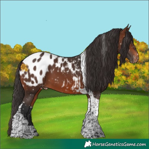 Horse Color:Brown Tobiano Blanket