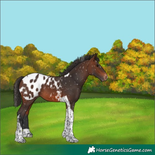 Horse Color:Brown Tobiano Appaloosa 