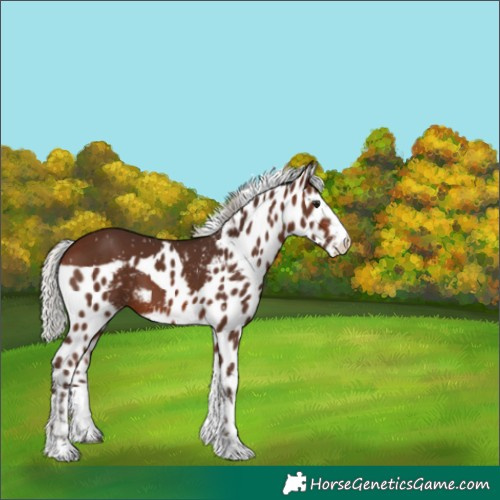 Horse Color:White Spotted Silver Brown Tobiano Skewed Appaloosa 