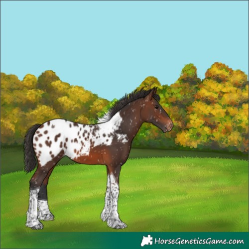 Horse Color:Brown Tobiano Skewed Appaloosa