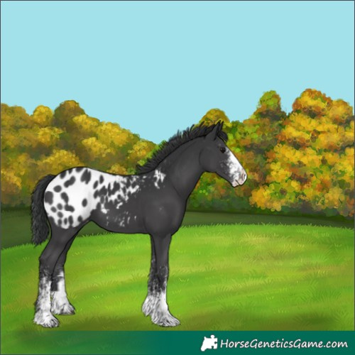 Horse Color:White Spotted Black Splash Tobiano Appaloosa 