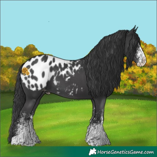 Horse Color:White Spotted Black Splash Tobiano Blanket