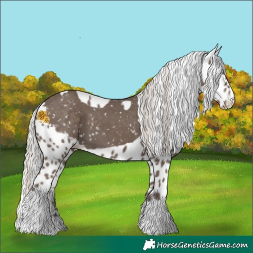 Horse Color:Silver Black Splash Tobiano Skewed Appaloosa