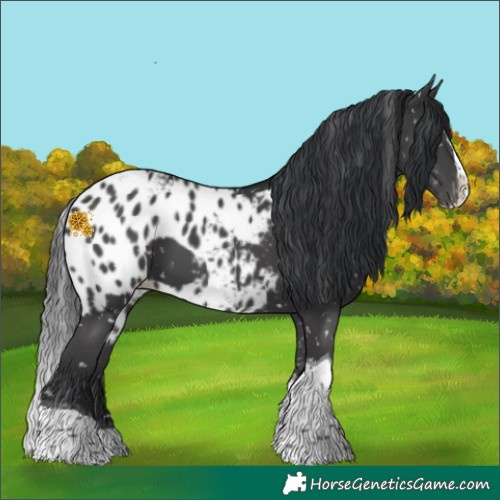 Horse Color:Black Splash Tobiano Skewed Appaloosa