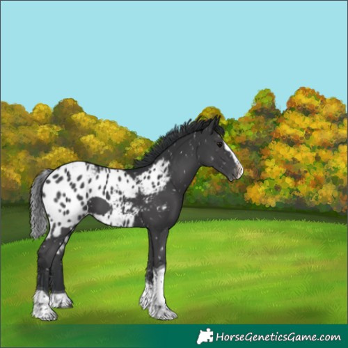 Horse Color:Black Splash Tobiano Skewed Appaloosa 