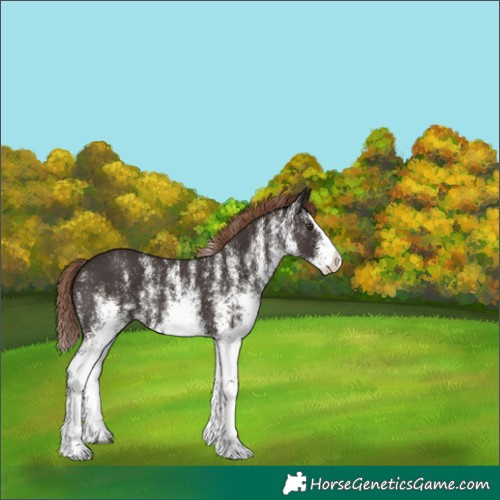 Horse Color:White Spotted Liver Chestnut Splash Rabicano 