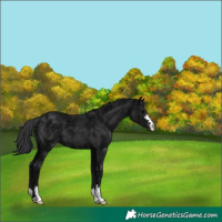 Horse Color:Black Ice