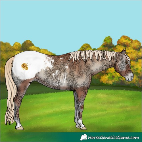 Horse Color:Gold Champagne Ice Onyx Tobiano Appaloosa Rabicano 