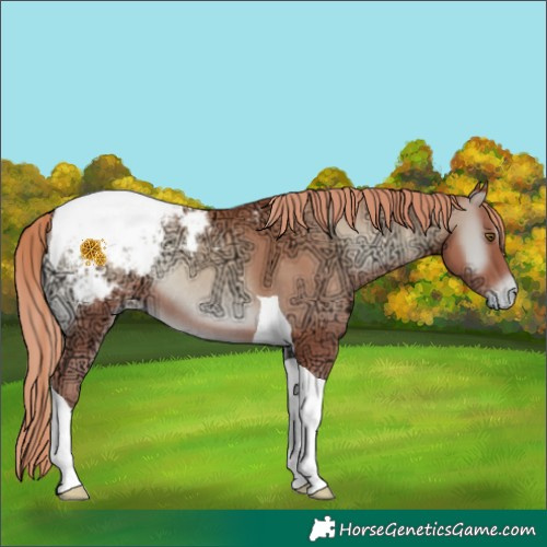 Horse Color:Gold Champagne Ice Onyx Tobiano Appaloosa Rabicano
