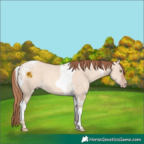 Horse Color:Gold Champagne Dun Tobiano