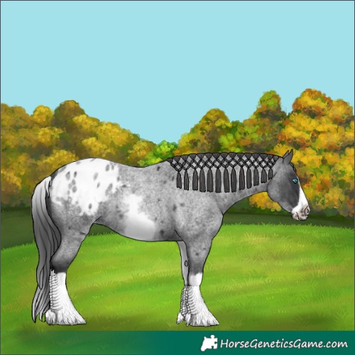 Horse Color:White Spotted Blue Roan Splash Frame Appaloosa 