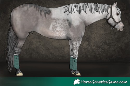 Horse Color:Platinum Bay Dun Tobiano