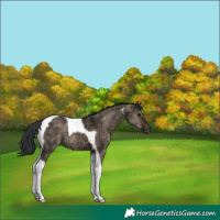 Horse Color:Brown Ice Dun Tobiano 
