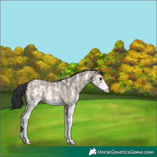 Horse Color:Brown Dun Sabino 