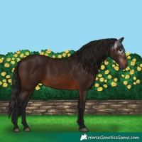Horse Color:Gray Bay
