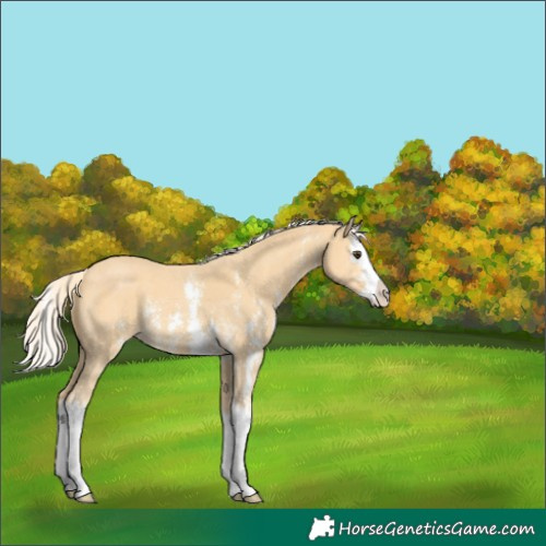Horse Color:Palomino Sabino Splash