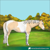 Horse Color:Palomino Splash Tobiano