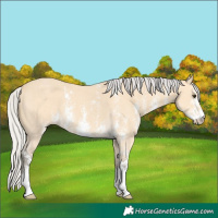 Horse Color:Silver Buckskin Sabino