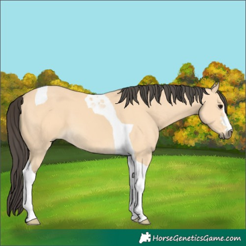 Horse Color:Buckskin Tobiano 