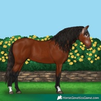 Horse Color:Gray Bay