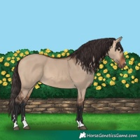 Horse Color:Bay Dun