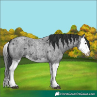 Horse Color:Blue Roan Splash 