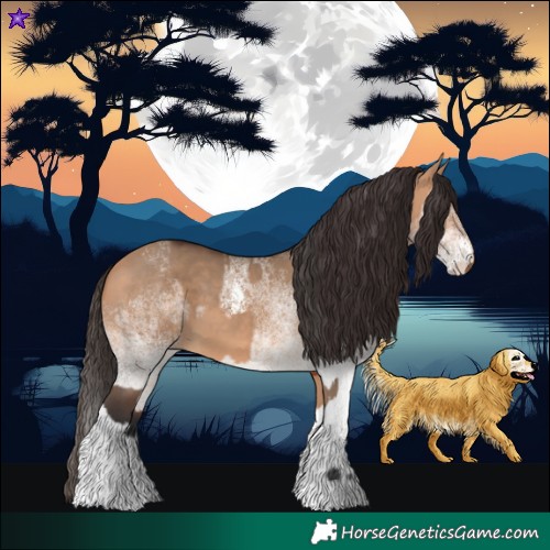 Horse Color:Bay Dun and White Spotted Bay Dun