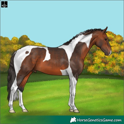 Horse Color:Bay Tobiano 