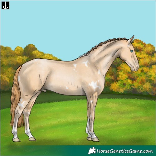 Horse Color:White Spotted Buckskin Pearl Tobiano