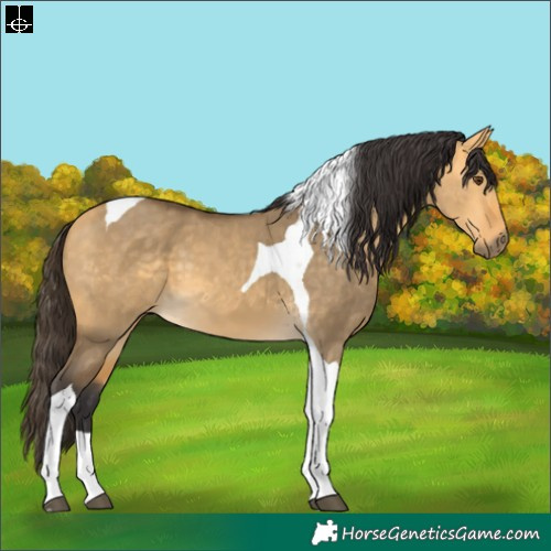 Horse Color:Buckskin Dun Tobiano 