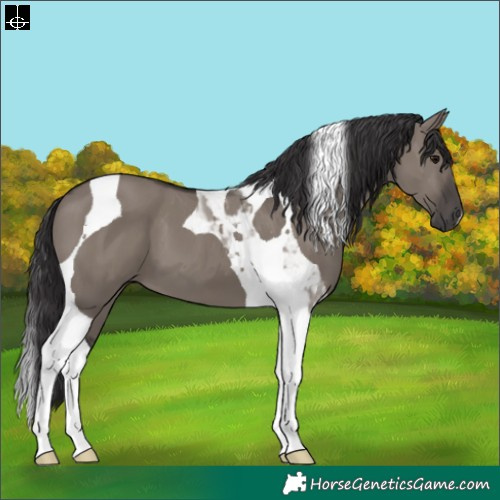 Horse Color:Smoky Grullo Tobiano