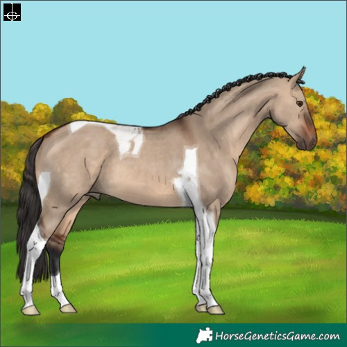 Horse Color:Brown Dun Tobiano