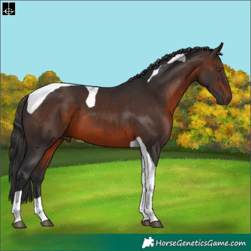 Horse Color:Brown Tobiano