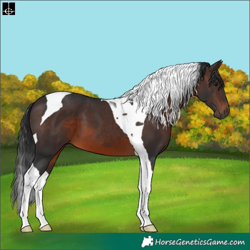 Horse Color:Brown Tobiano