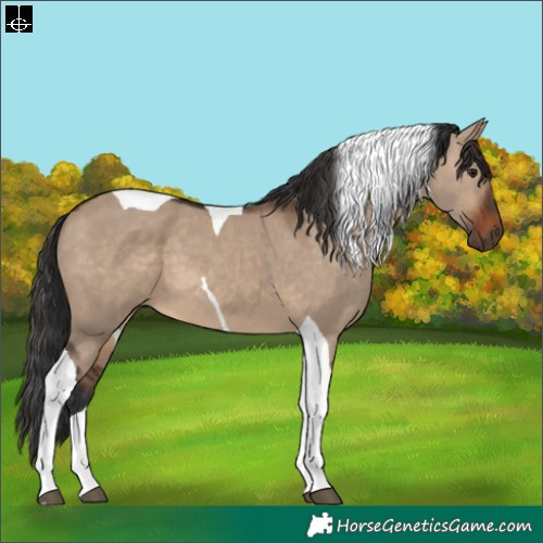 Horse Color:Brown Dun Tobiano