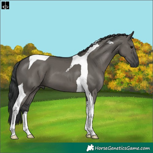 Horse Color:Grullo Tobiano