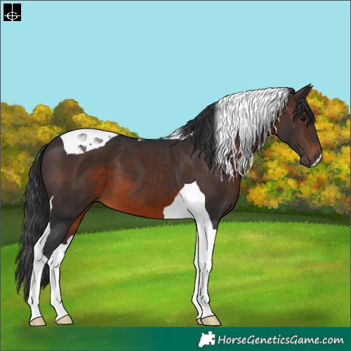 Horse Color:Brown Tobiano