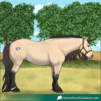 Horse Color:Buckskin 