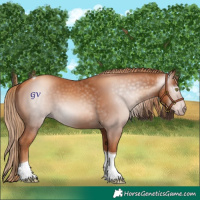 Horse Color:Gray Gold Champagne Tobiano 