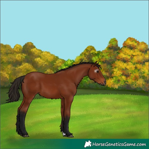 Horse Color:Gray Bay 