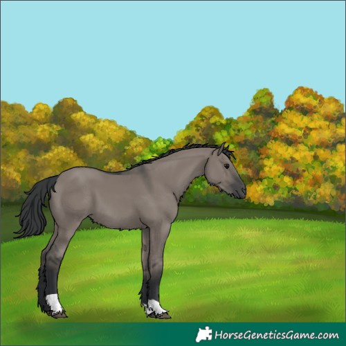 Horse Color:Grullo 