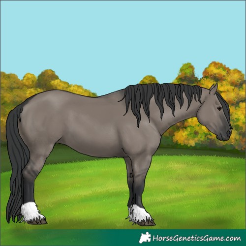 Horse Color:Grullo